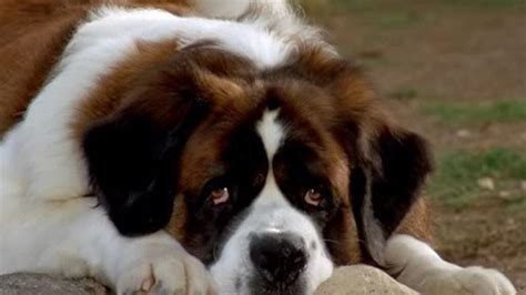 beethoven movie dog breed